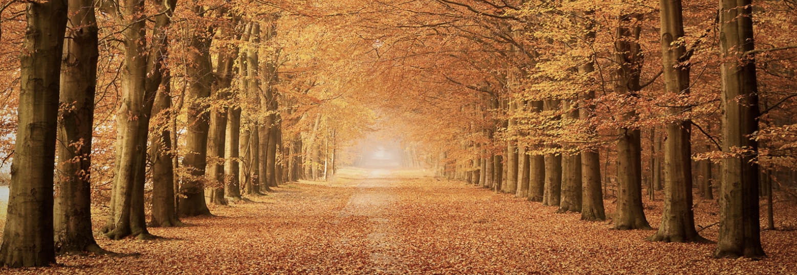 Header Home